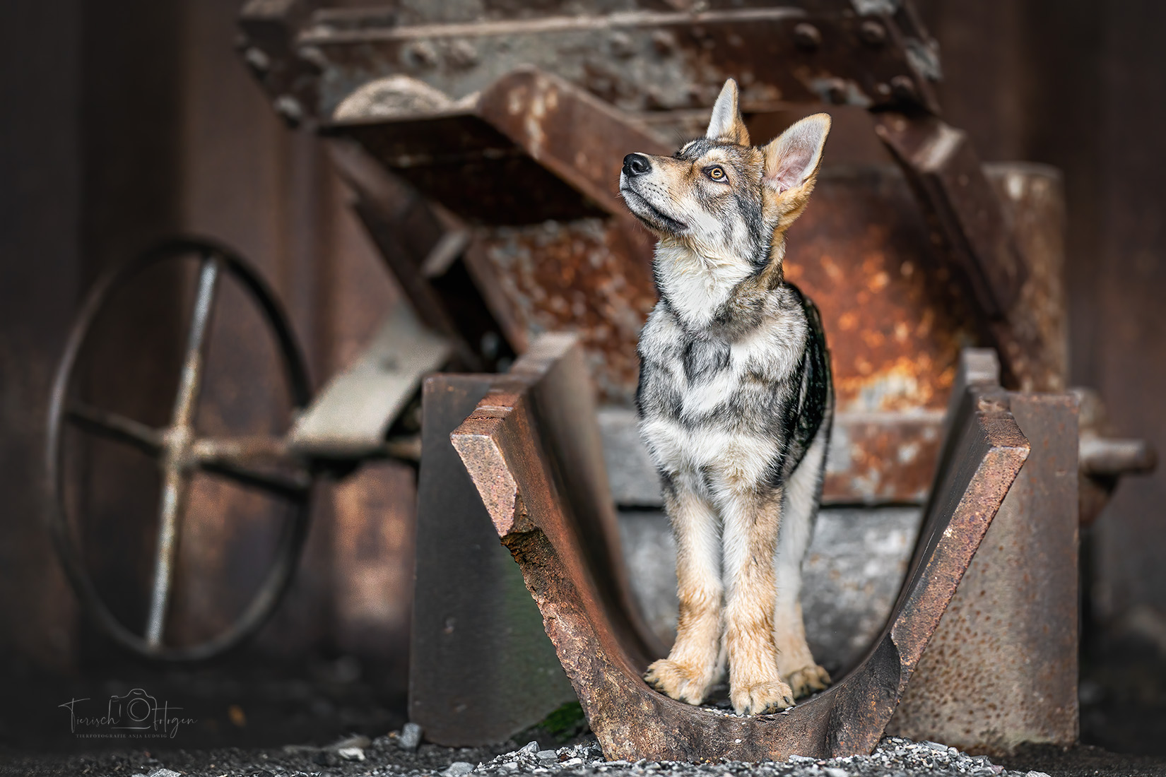 Wolfshund im Landschaftspark Duisburg