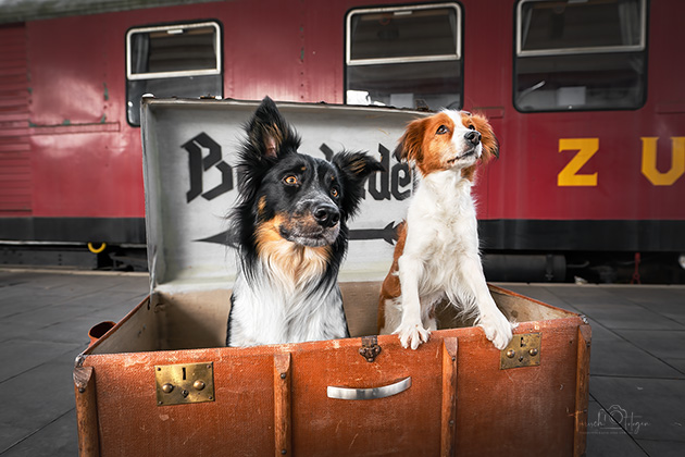 Hundefotografie Bahnmuseum