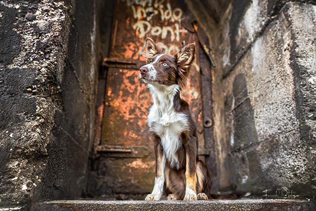 Hundefotografie Landschaftspark Duisburg