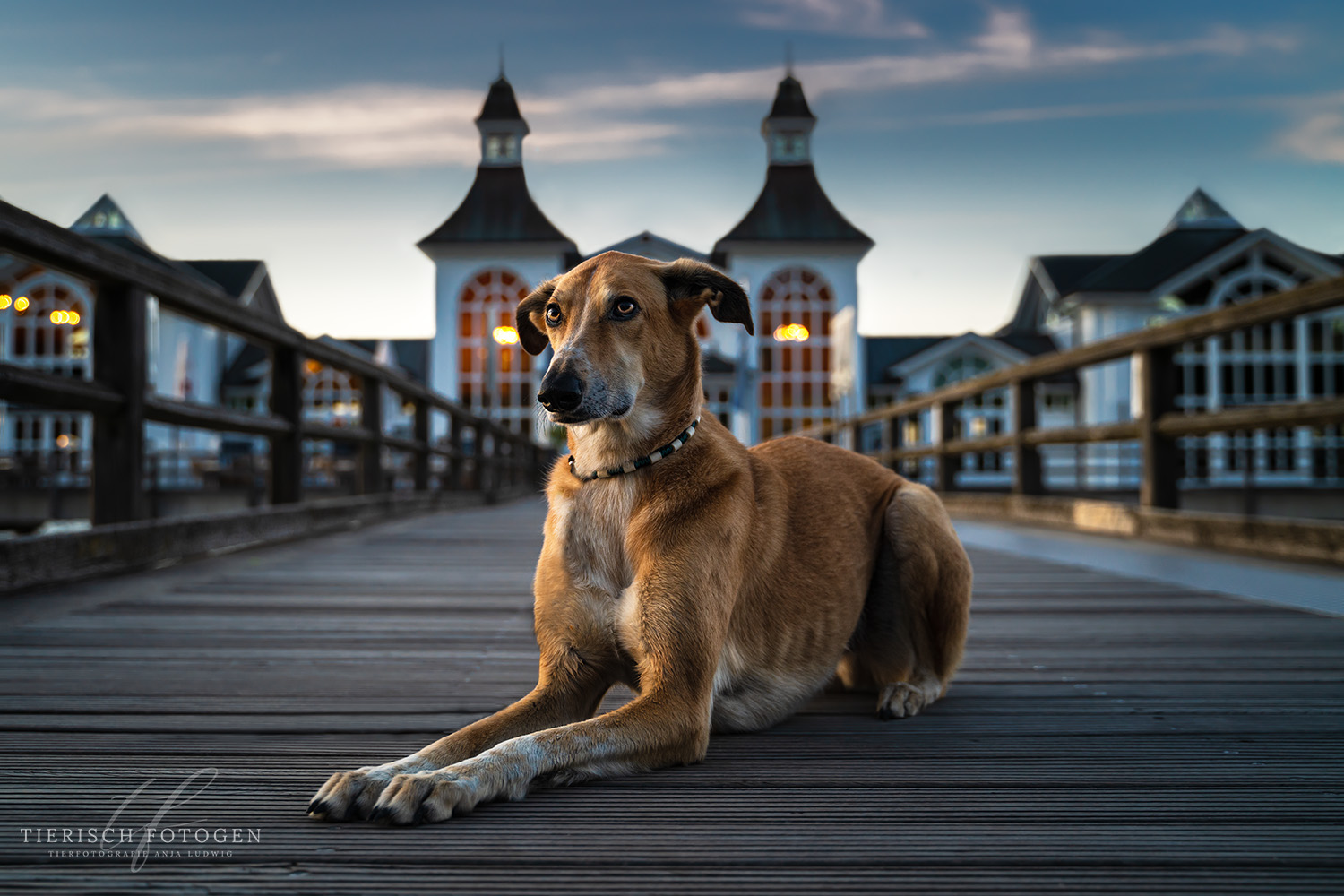Windhund auf Selliner Seebrücke