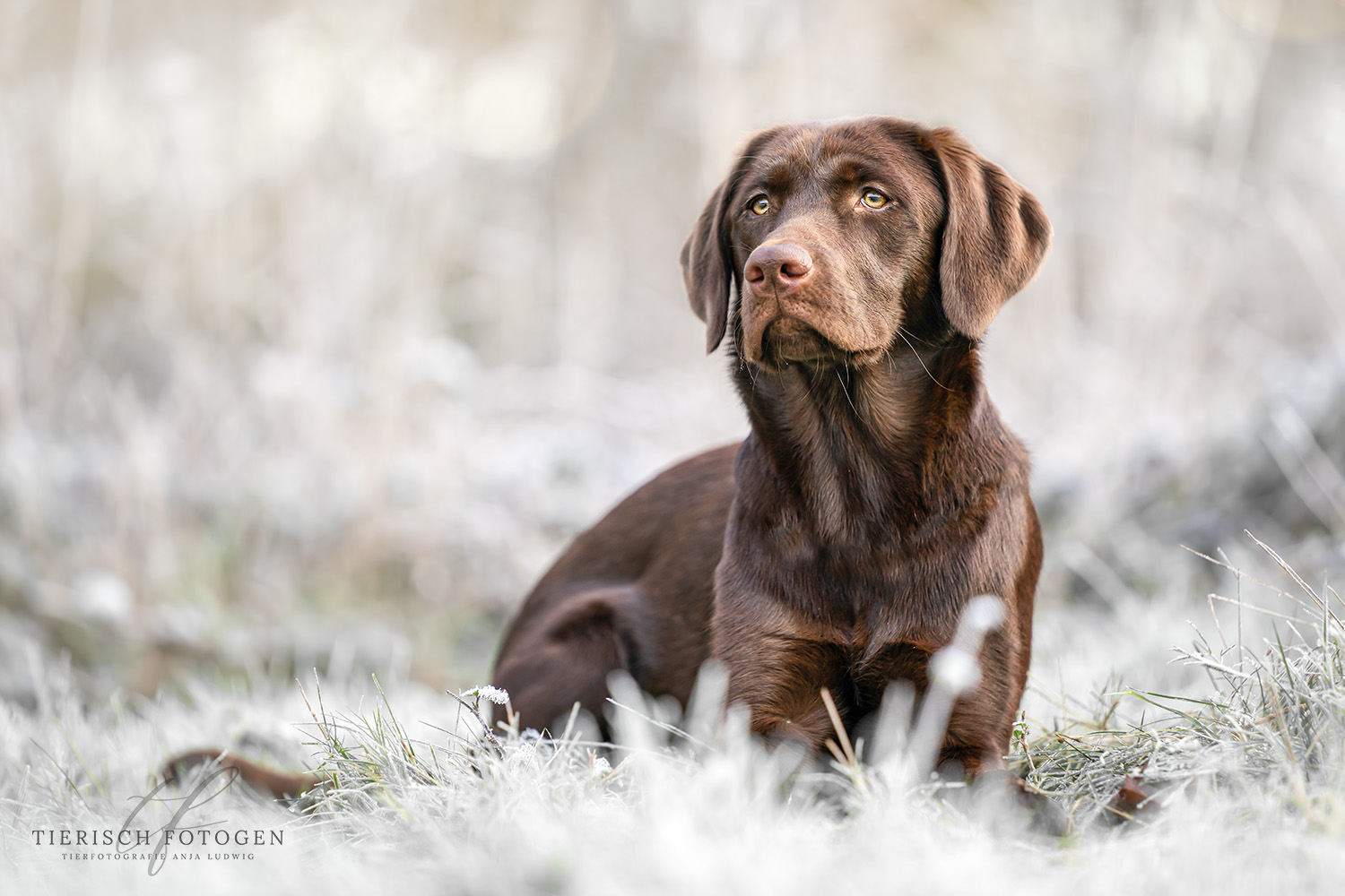 Labrador im Schnee