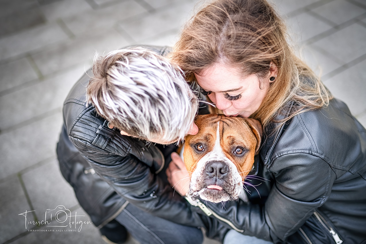 Old English Bulldog im Medienhafen
