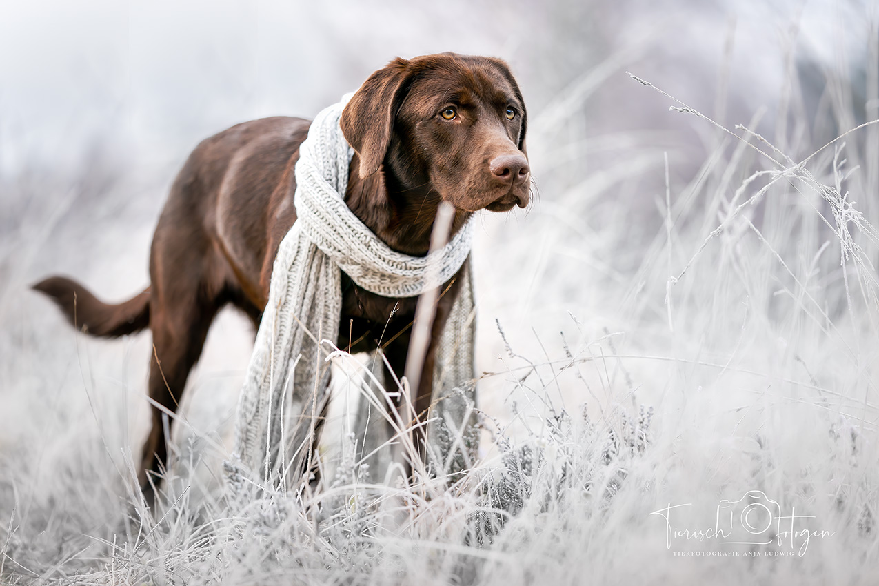 Brauner Labrador im Schnee