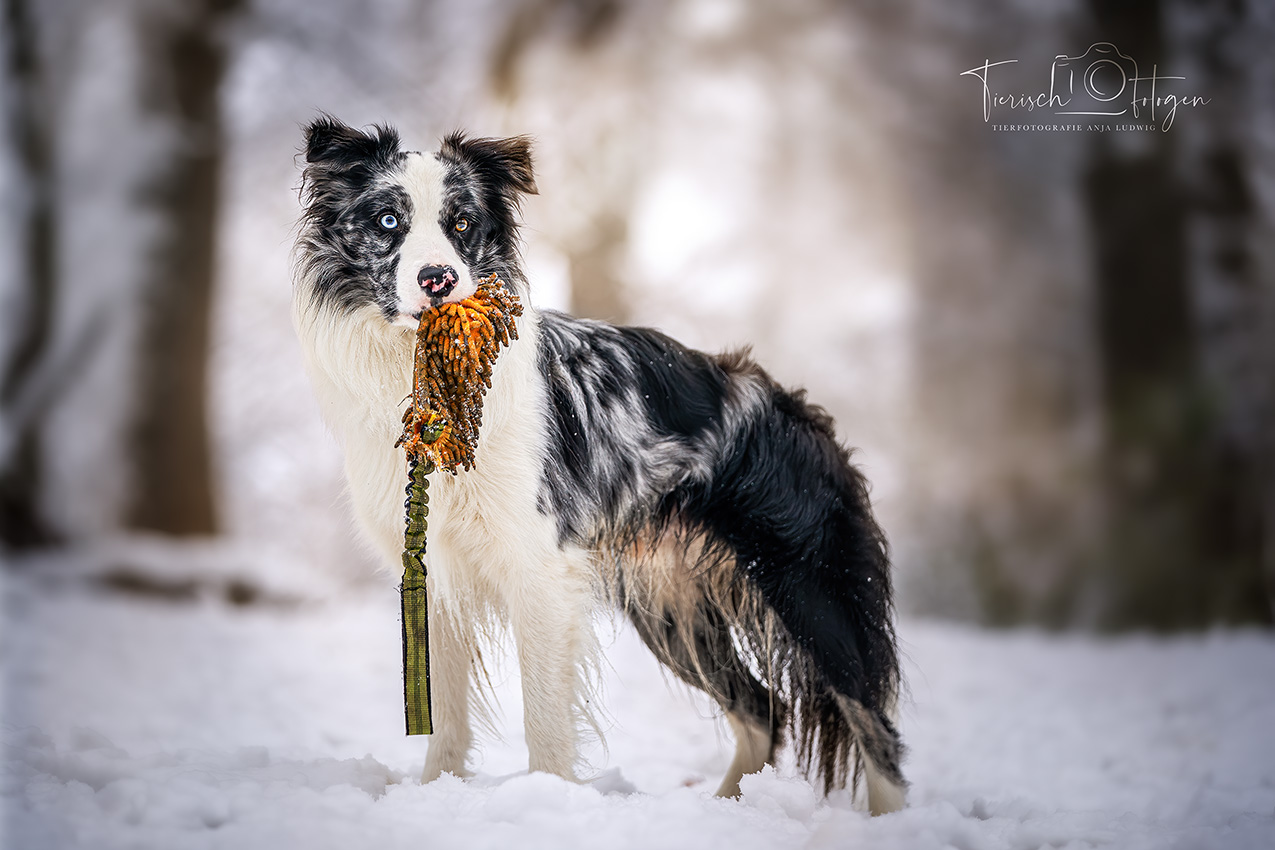 Border Collie im Schnee