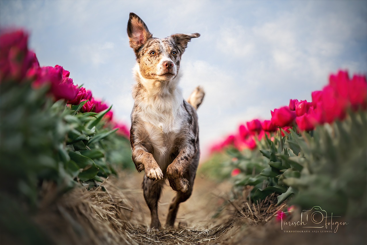 australien shepherd Tulpenfeld