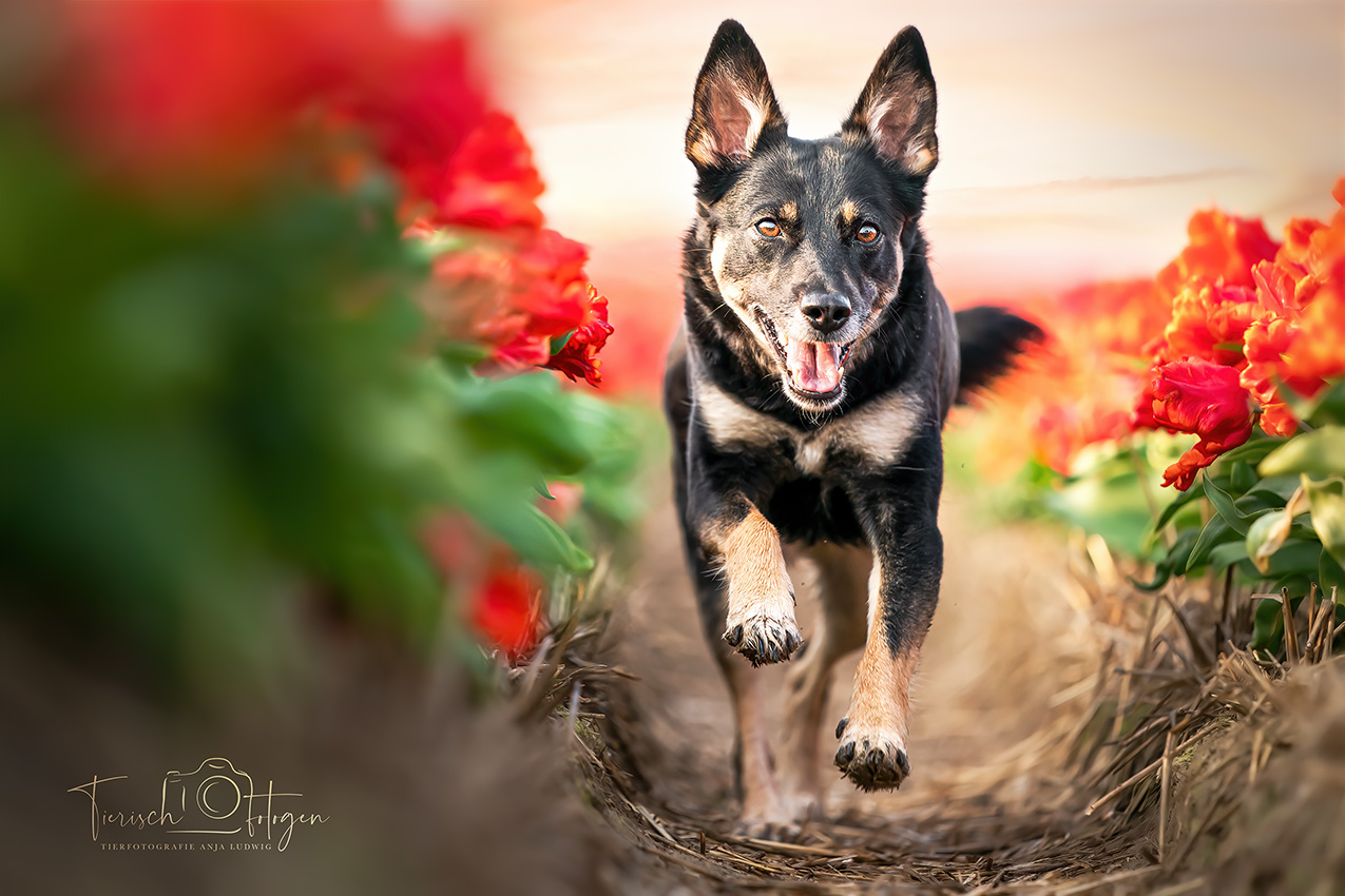 Hund im Tulpenfeld