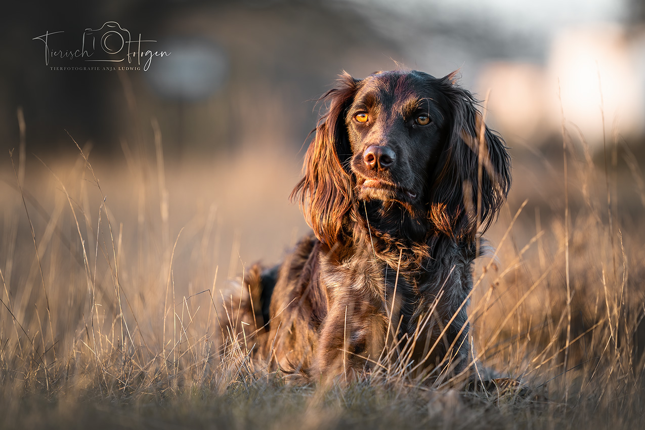 Kleiner Münsterländer im Feld