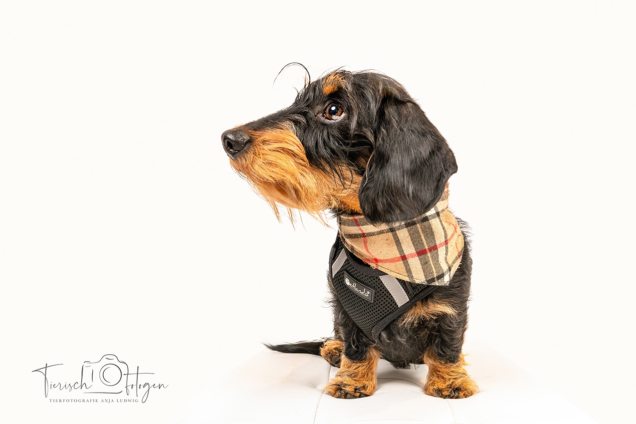 Rauhhaardackel im Fotostudio