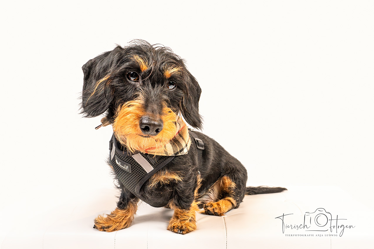 Rauhhaardackel im Fotostudio