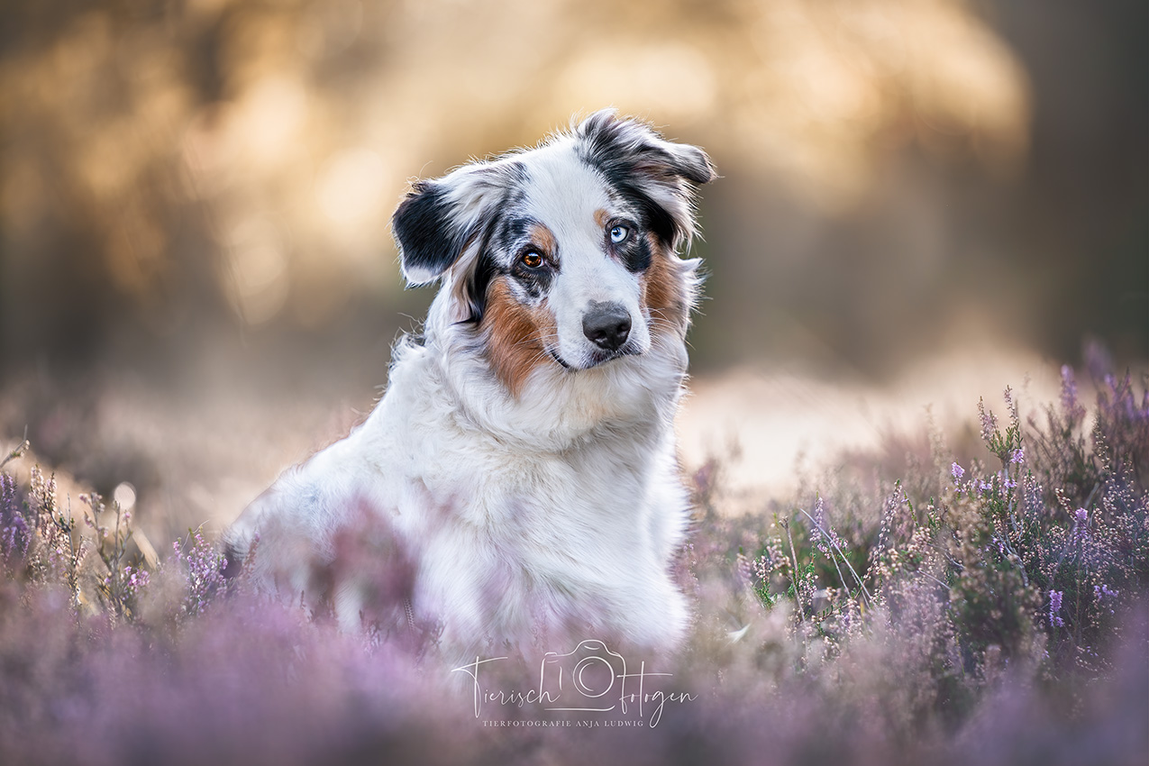 Bordercollie in der Heide