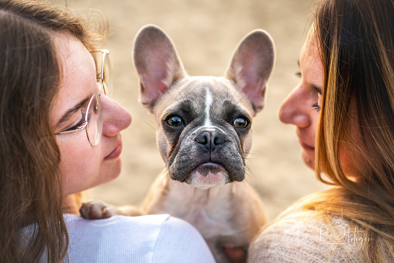 Französischen Bulldogge mit Familie