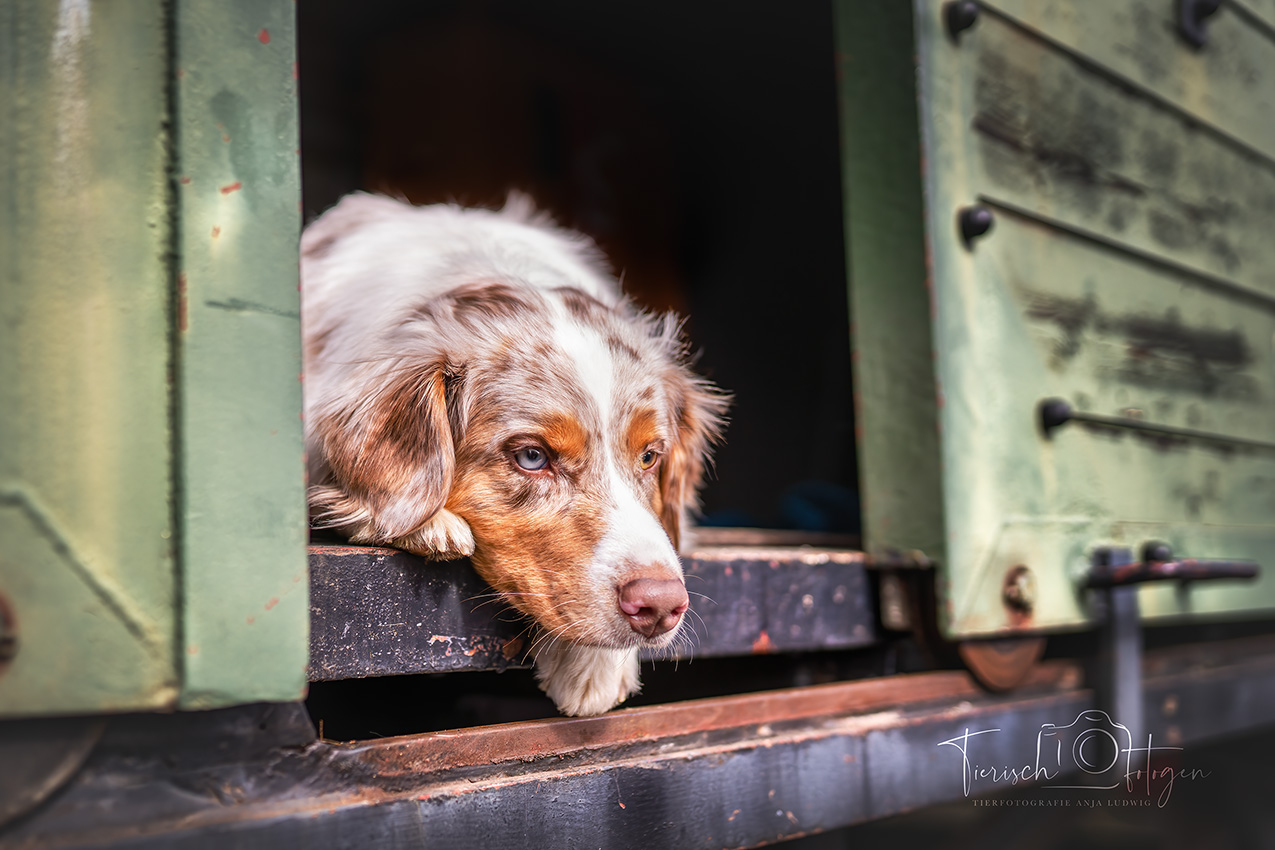 Hundeshooting im Bahnmuseum