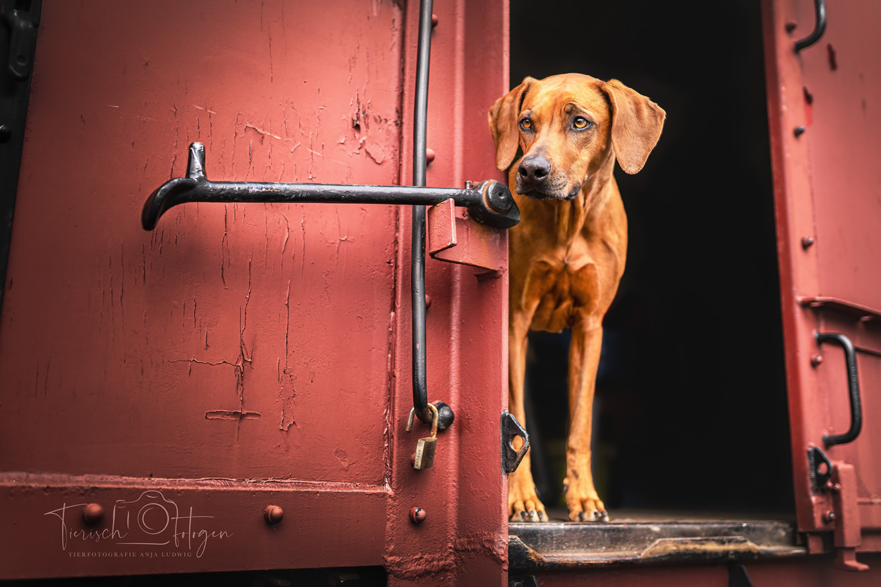 Hundeshooting im Bahnmuseum