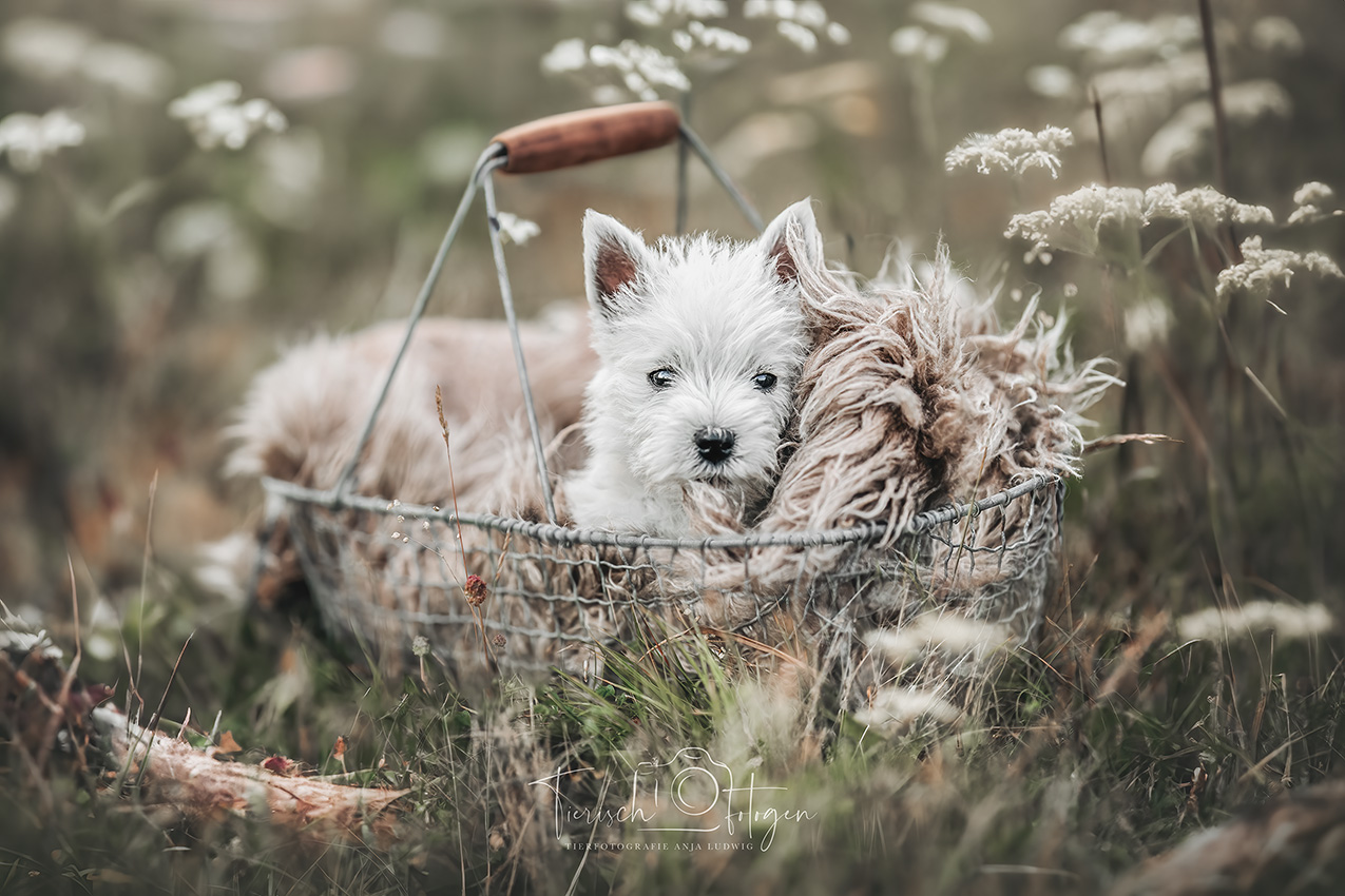 highland white Terrier Welpe