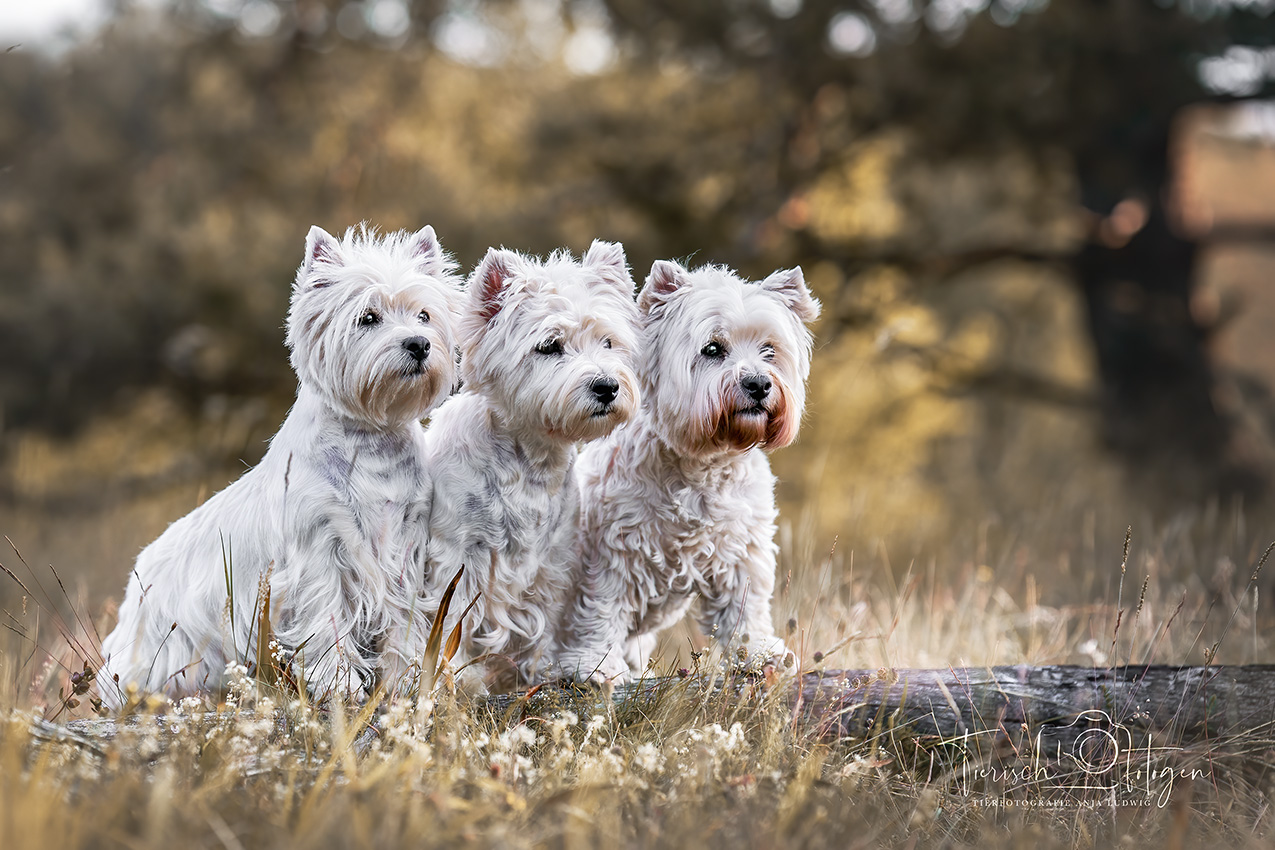 3 west highland white Terrier