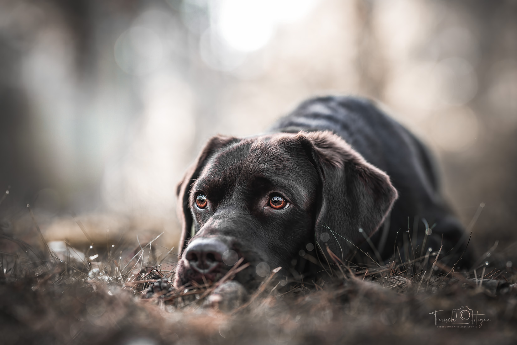 Brauner Labrador Kopf ablegen