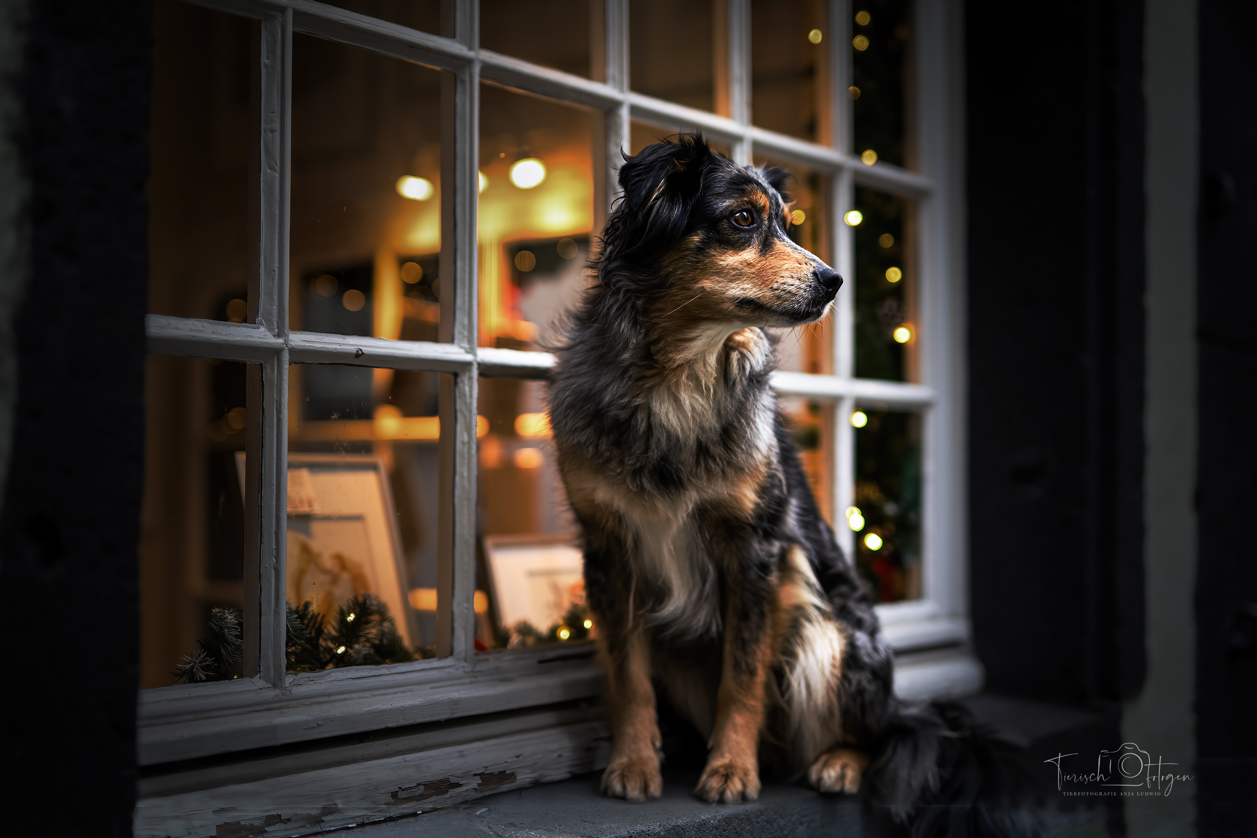 Hundeshooting Kölner Altstadt
