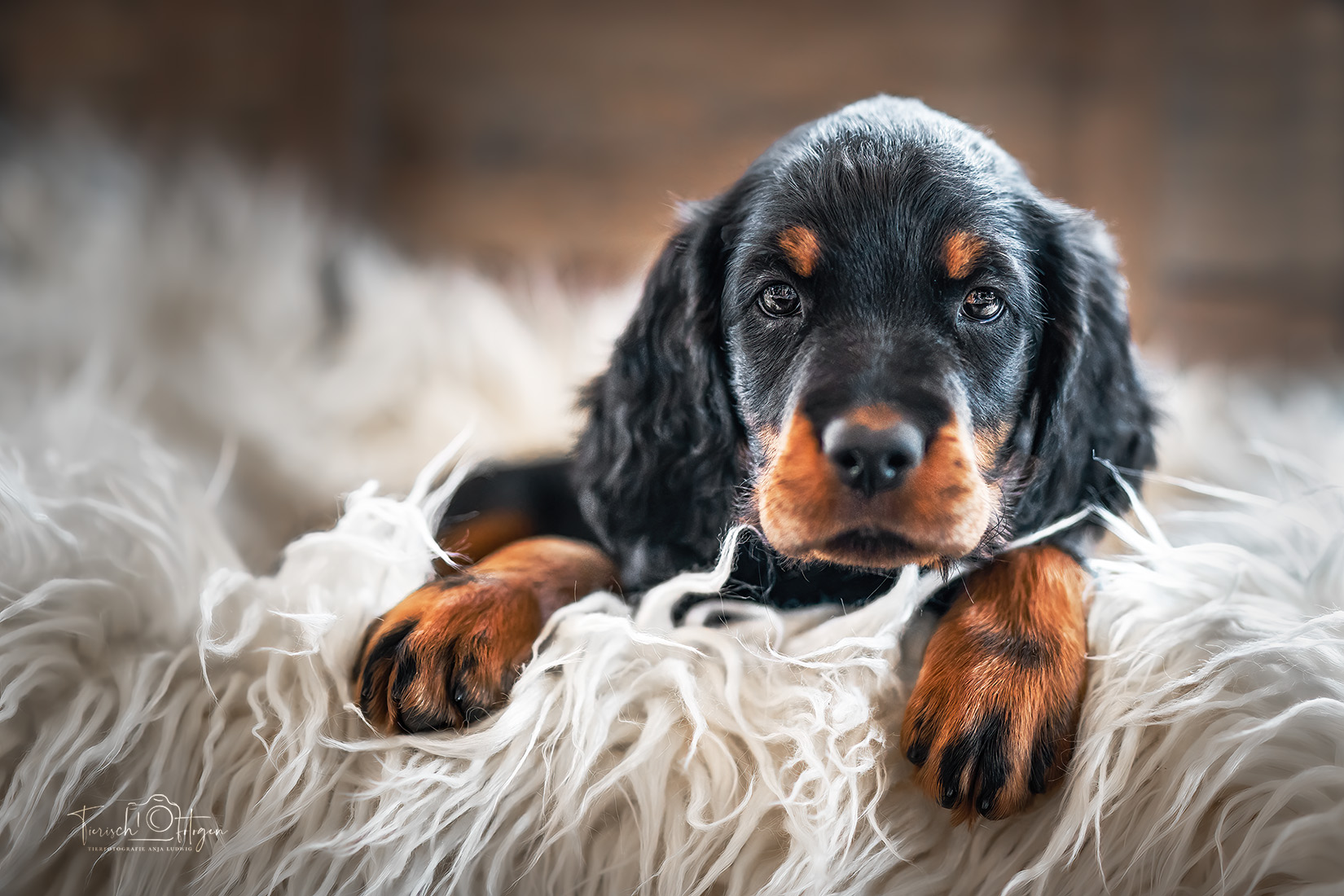 Gordon Setter Welpe