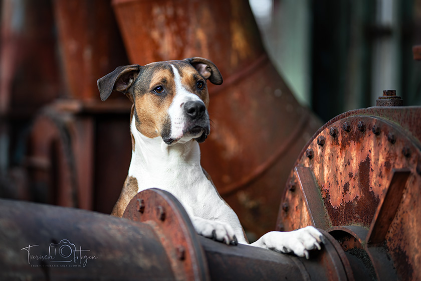 Hundeshooting im Landschaftspark Duisburg