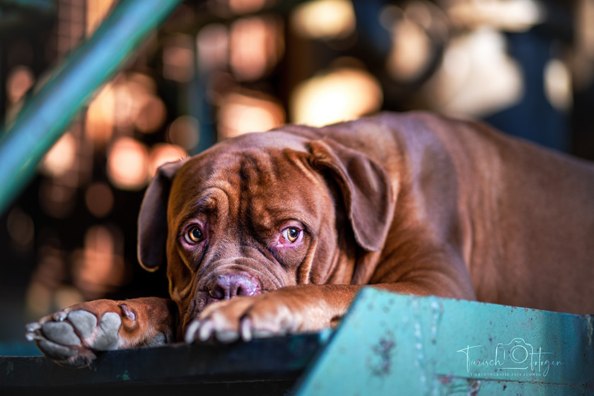 Hundeshooting im Landschaftspark Duisburg
