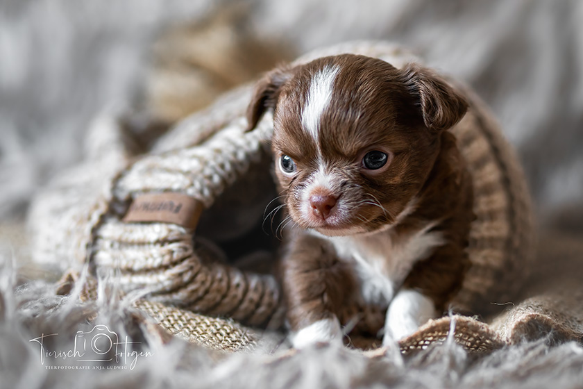 Züchtershooting Chihuahua