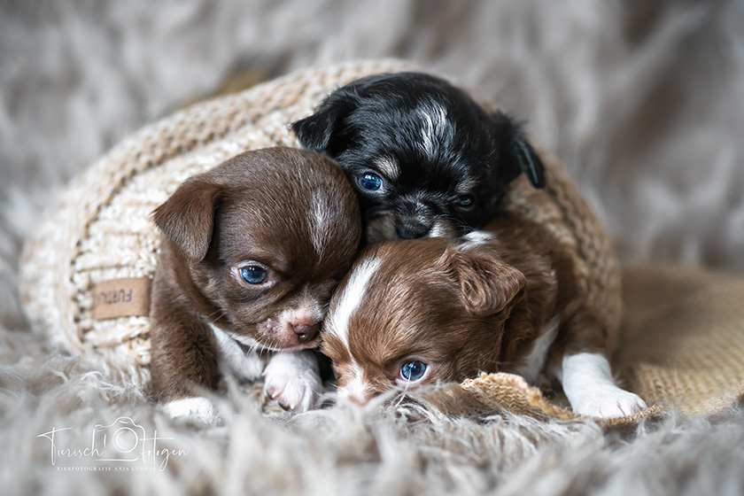 Züchtershooting Chihuahua