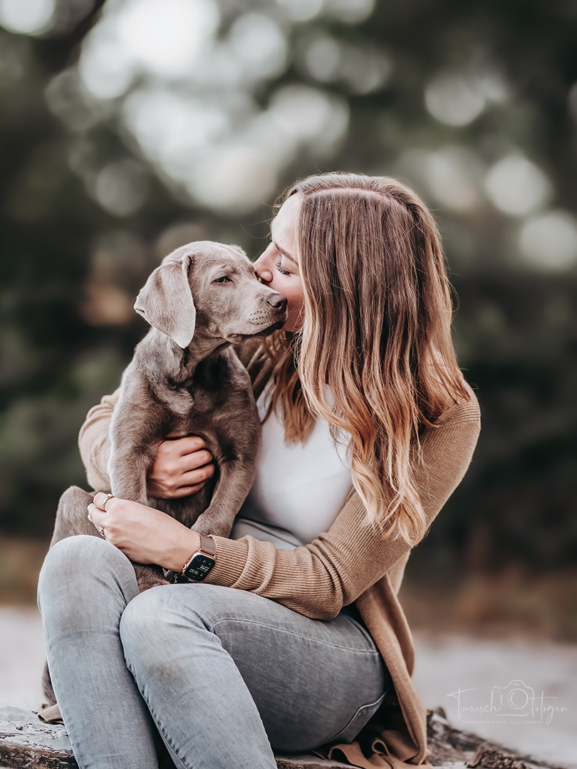 Labradorwelpe