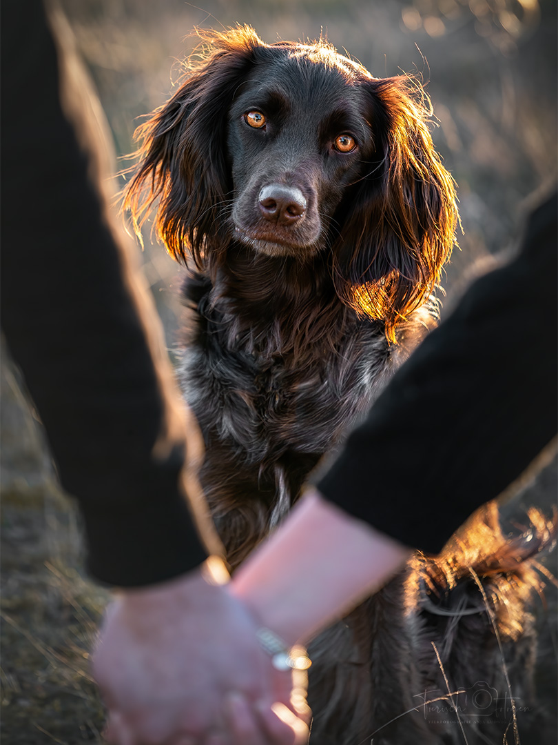 kleiner Münsterländer