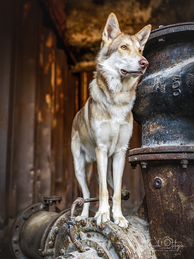 Wolfshund im Landschaftspark Duisburg