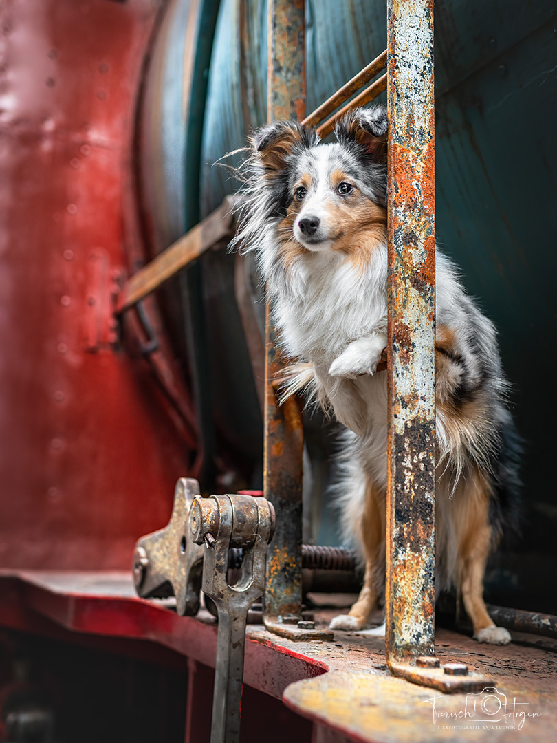 Hundeshooting im Bahnmuseum