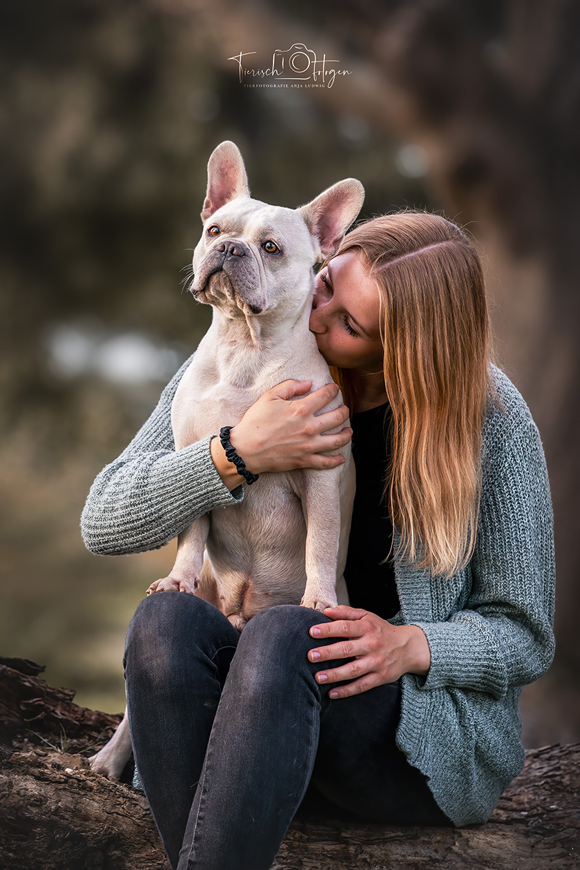 Französische Bulldogge