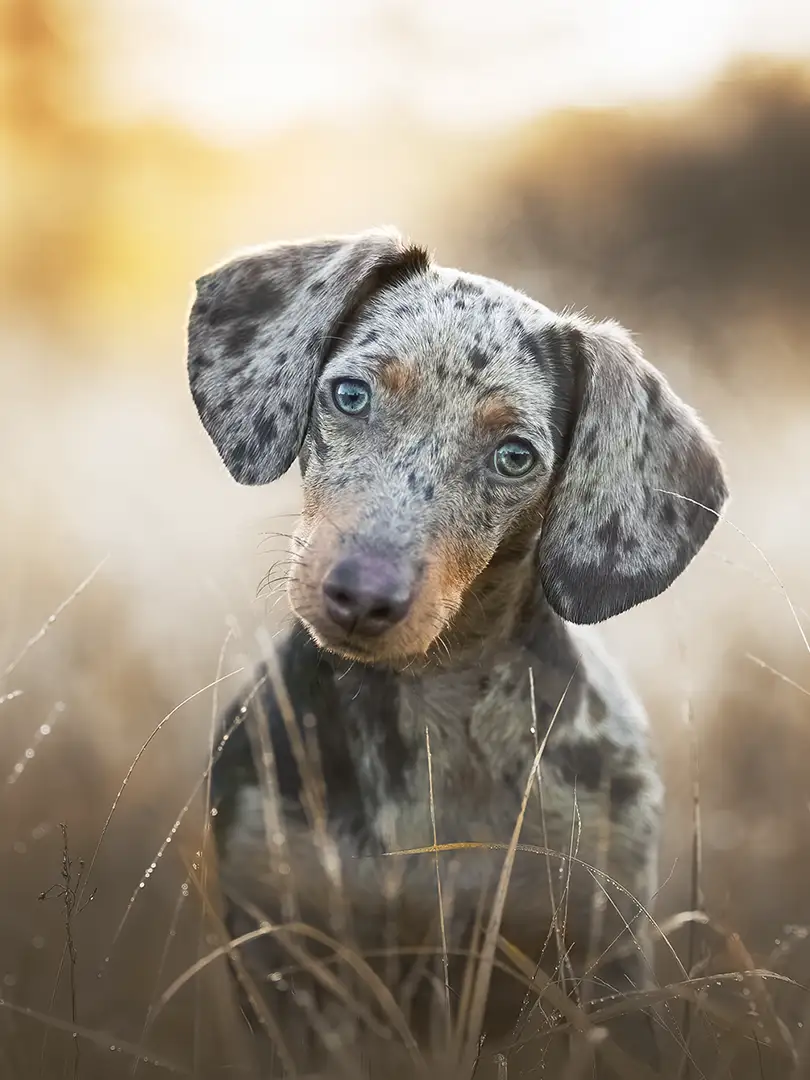 Fotoshooting mit Tigerdackel in Nettetal