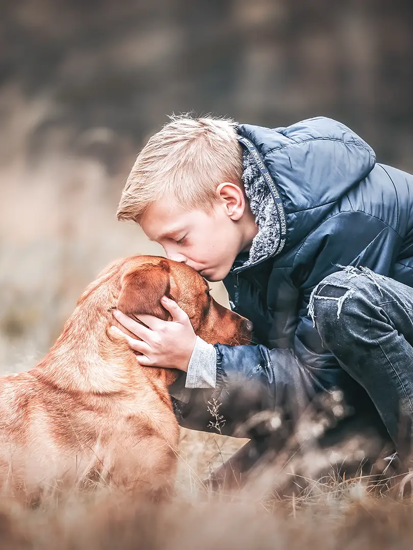 Junge küsst Labrador auf den Kopf