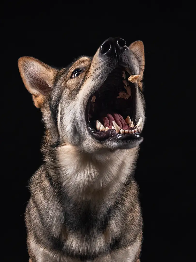 Leckerchen fang Shooting mit einem Saarloos Wolfshund