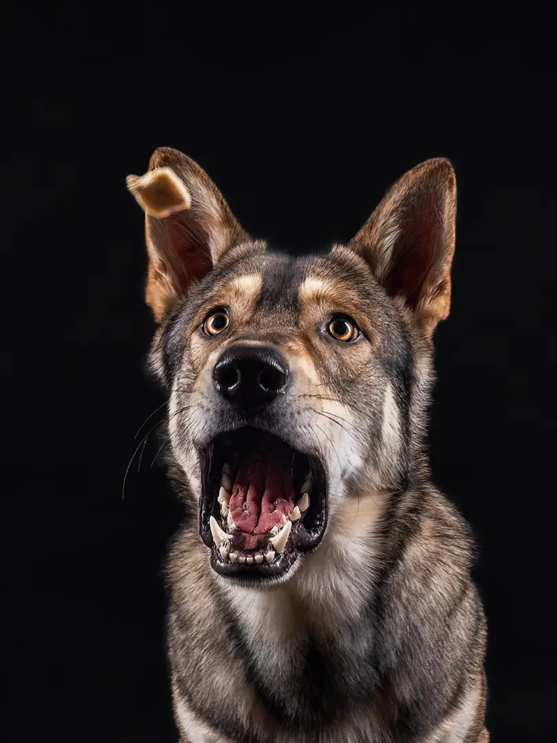Schnappbild Shooting mit Saarloos Wolfshund