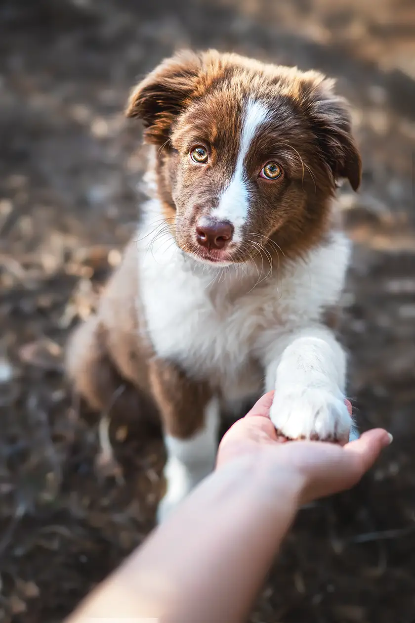 Hundewelpe gibt Pfötchen beim Hundeschooting in Mönchengladbach