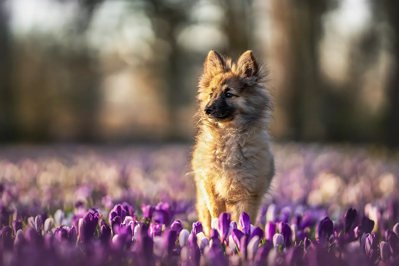 Spitz Welpe steht in Krokussen beim Fotoshooting in Viersen