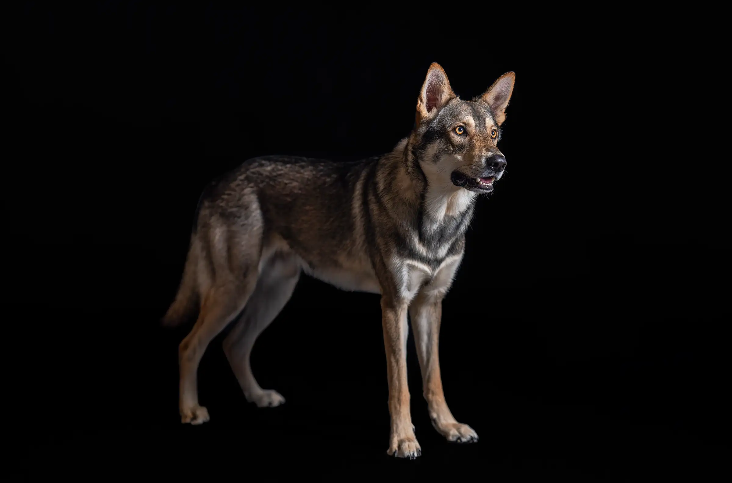 Saarloos Wolfshund im Fotostudio in Viersen
