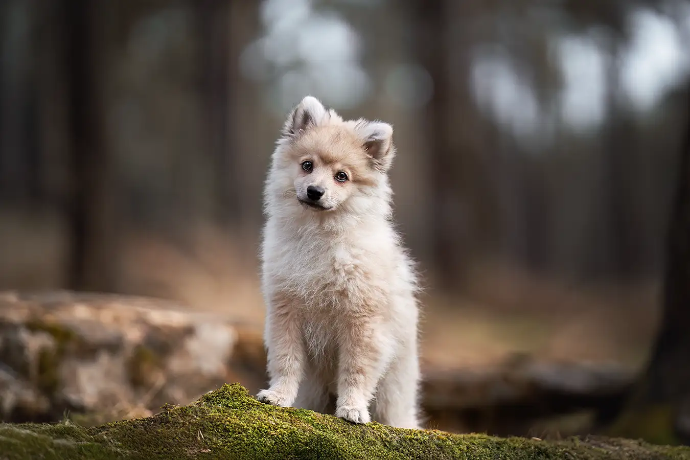 Spitz Welpe posiert für ein Fotoshooting in Viersen