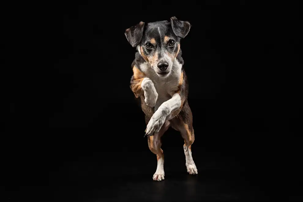 Jack Russel springt im einem Fotostudio in Viersen vor schwarzem Hintergrund