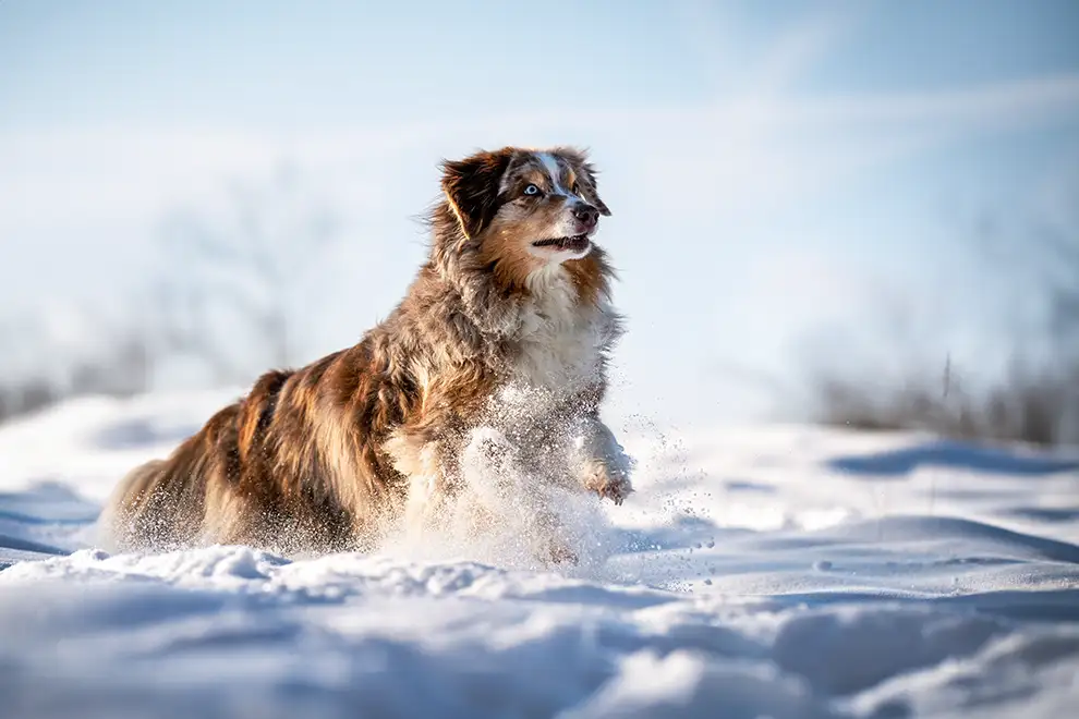 Australian Shepherd im Schnee
