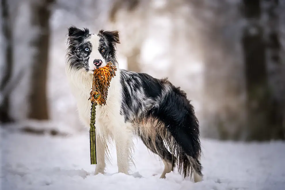 Border Collie im Schnee in Mönchengladbach
