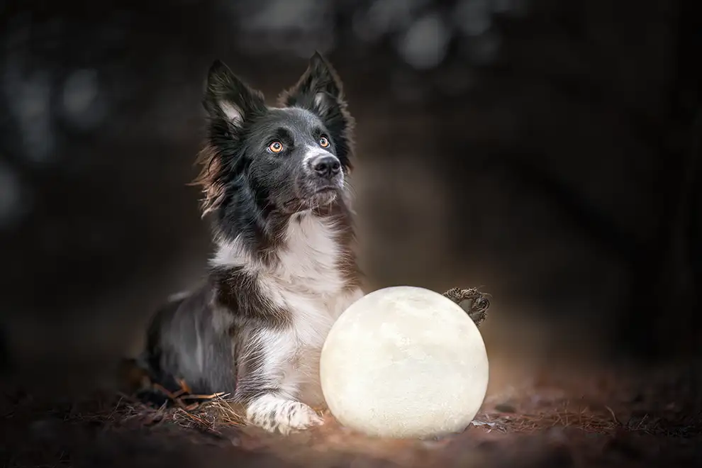 Bordercollie posiert mit einer Mondlampe für Fotoshooting in Viersen
