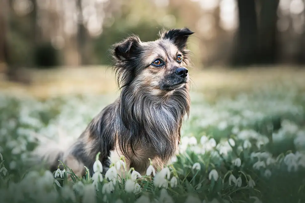 Chihuahua sitzt in Schneeglöckchen in Viersen