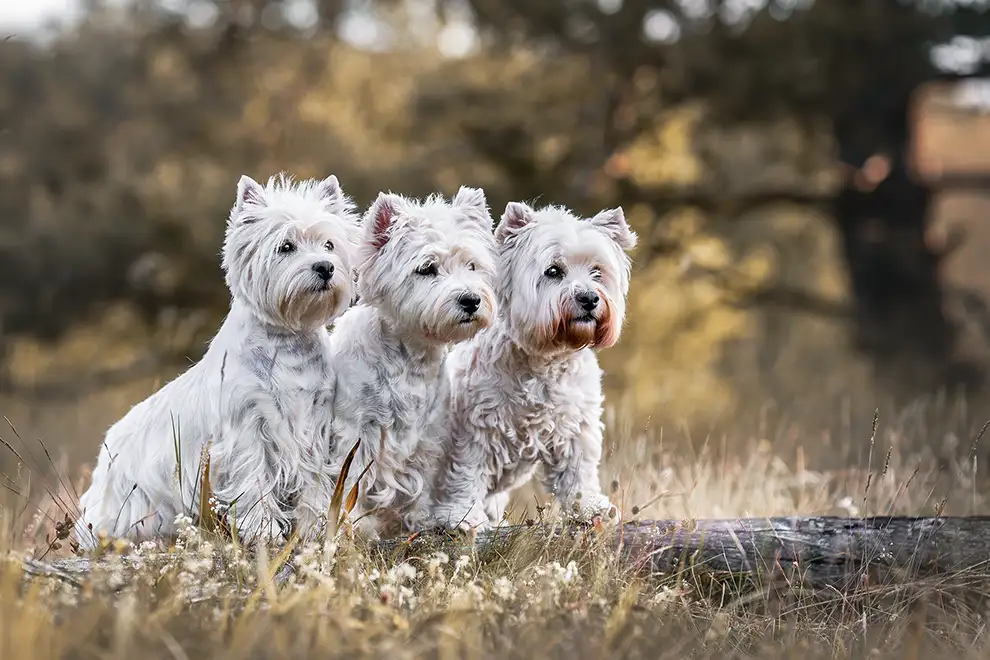 3 West Highland White Terrier posieren für Fotoshooting in Mönchengladbach