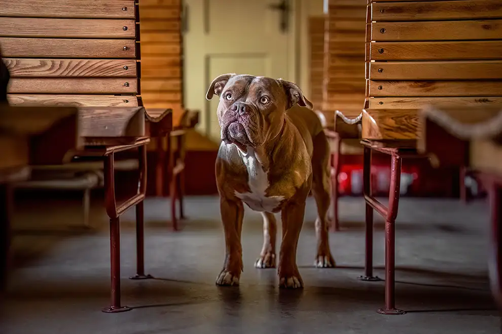 englische bulldogge steht in einem alten Waggon im bahnmuseum