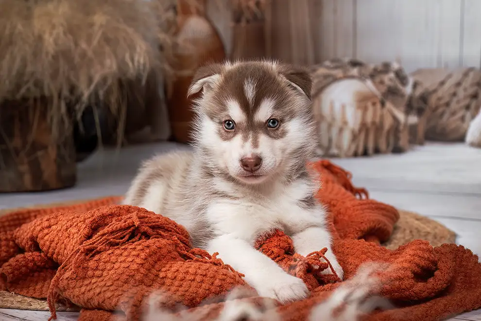Huskywelpe liegt auf einer Decke im Fotostudio Mönchengladbach