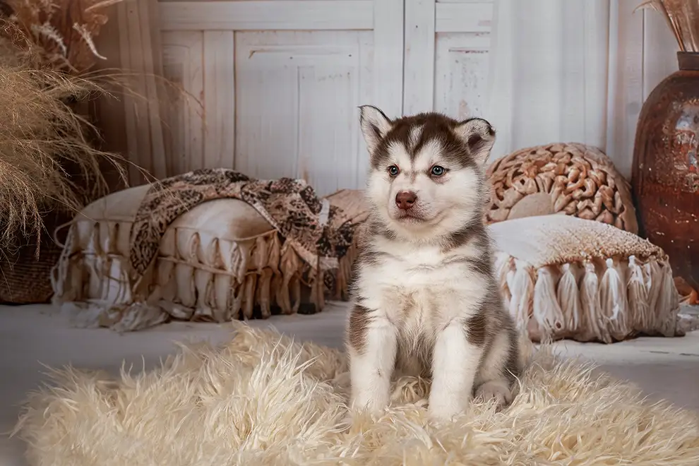 Huskywelpe sitzt auf einem Fell im Fotostudio Viersen