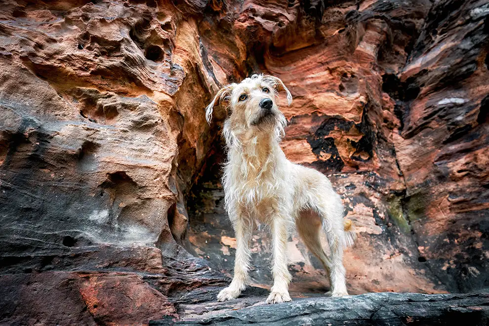 Mischlingshund beim Fotoshooting vor roter Felsenwand bei Köln