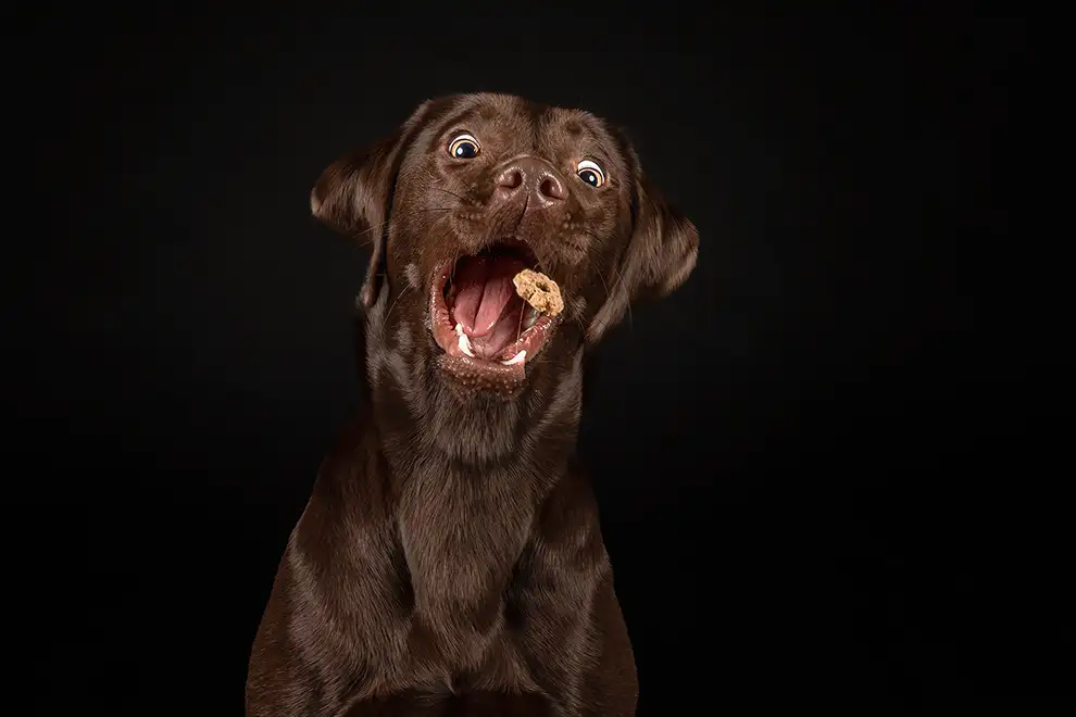 Schnappbild Shooting mit einem Labrador in Viersen